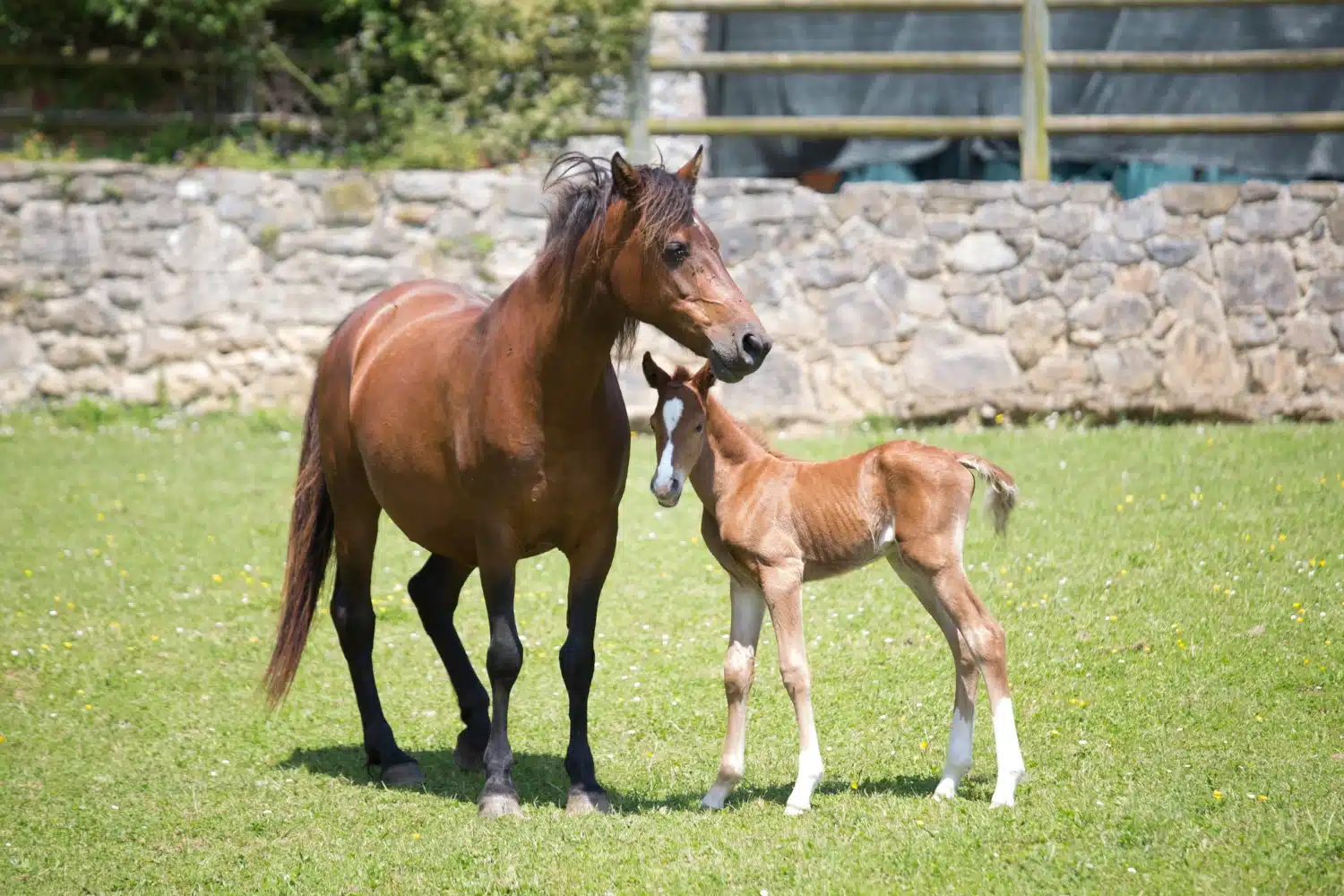 Aspectos legales de la cría de caballos